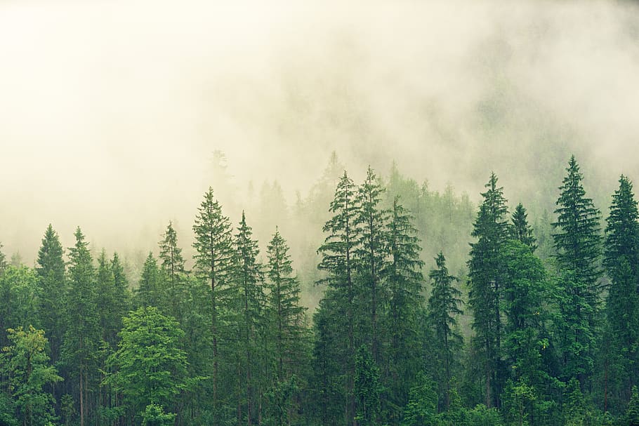 Rural Landscape